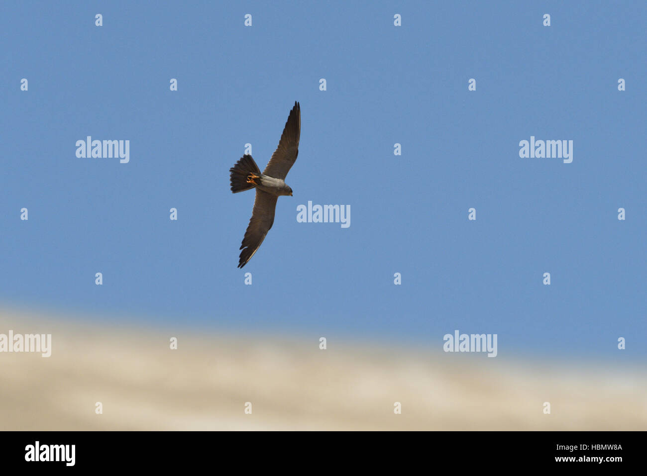 Sooty Falcon - Falco concolor Stockfoto