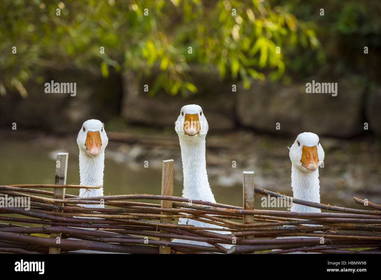 Drei lustige weiße Gänse Stockfotografie Alamy