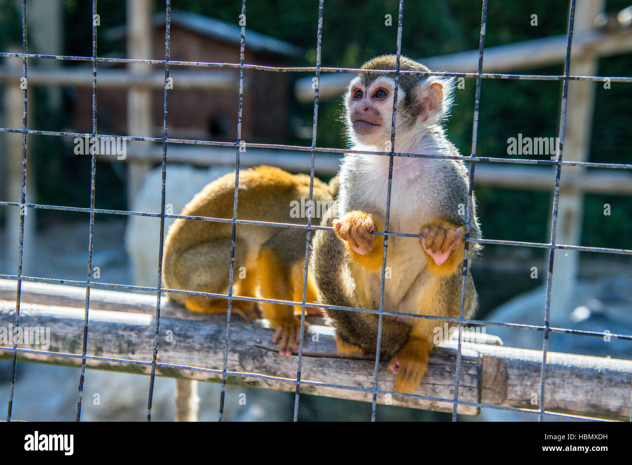 Zwei Affen in einem Käfig im zoo Stockfoto