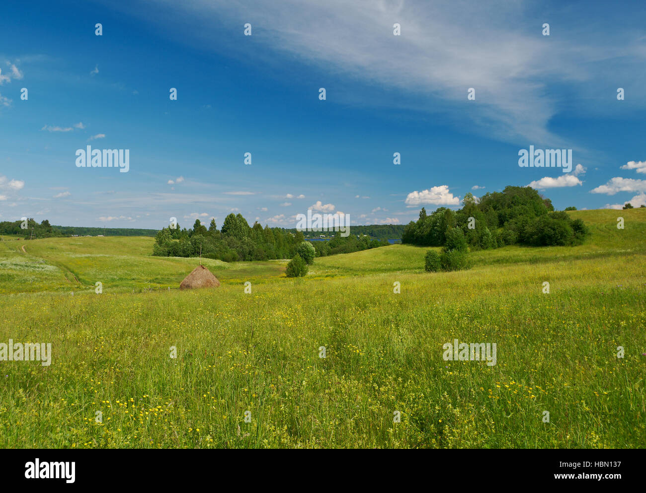 Russische Sommerwiese Stockfoto