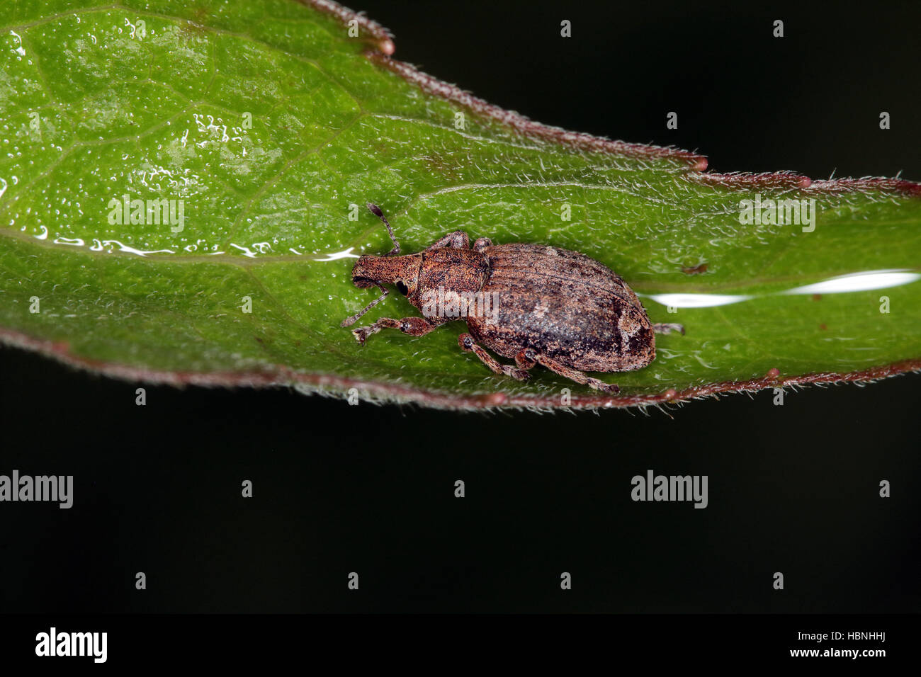 Curculionidae, Rüsselkäfer Stockfoto