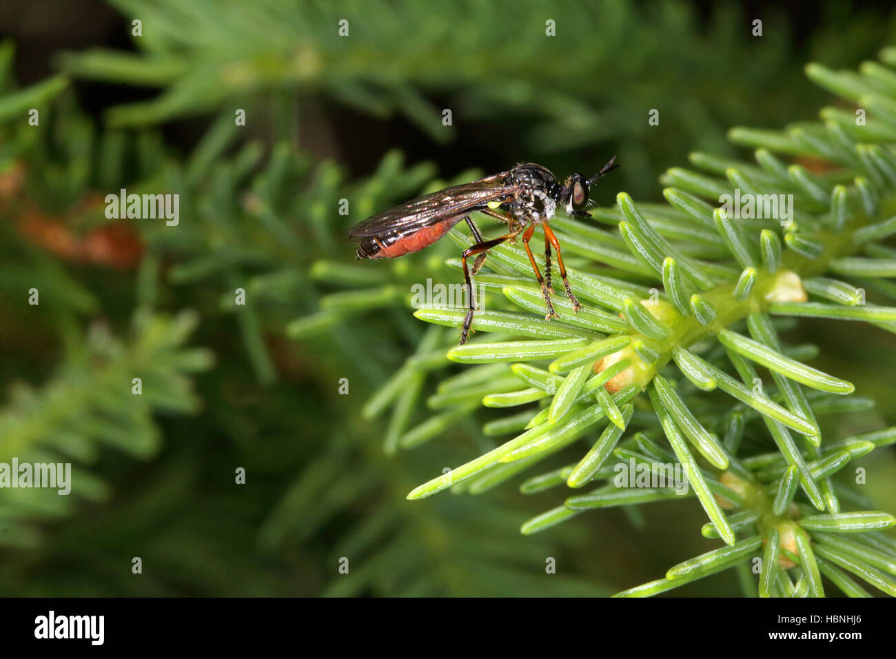 Dioctria Hyalipennis, robberfly Stockfoto