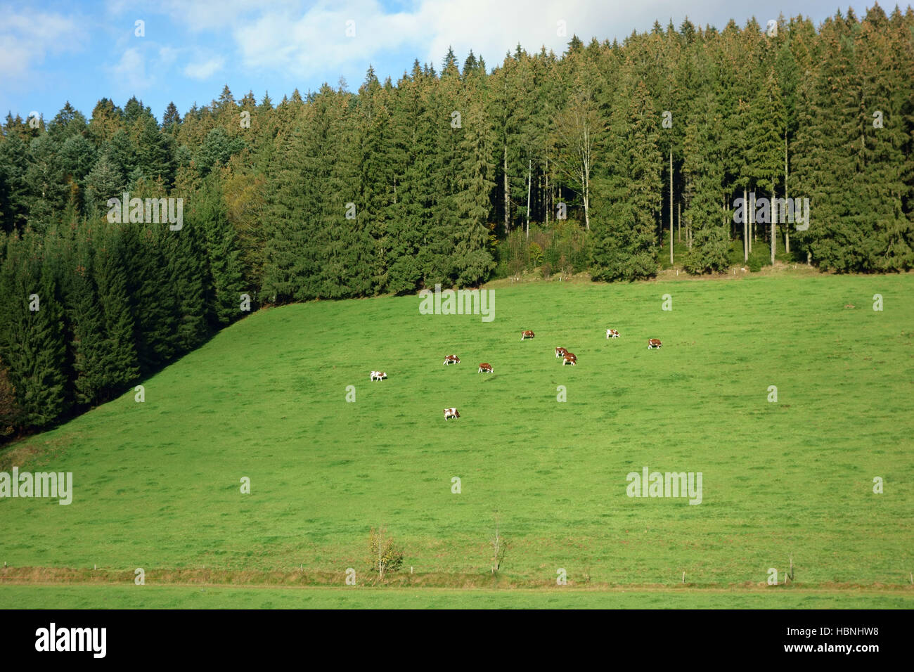 Schwarzwald, Deutschland Stockfoto