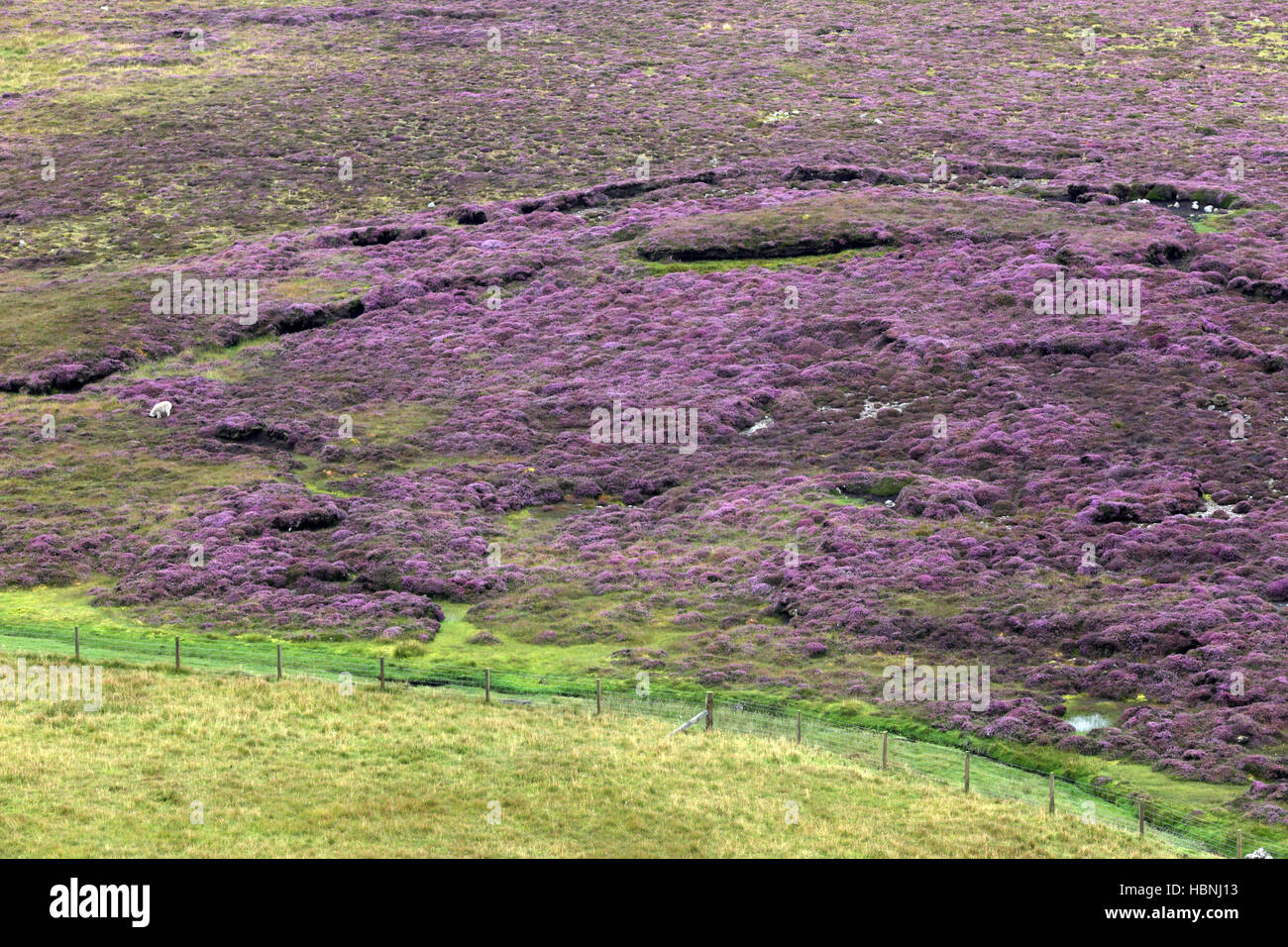 Blühende Heide, Shetland-Inseln, Schottland Stockfoto
