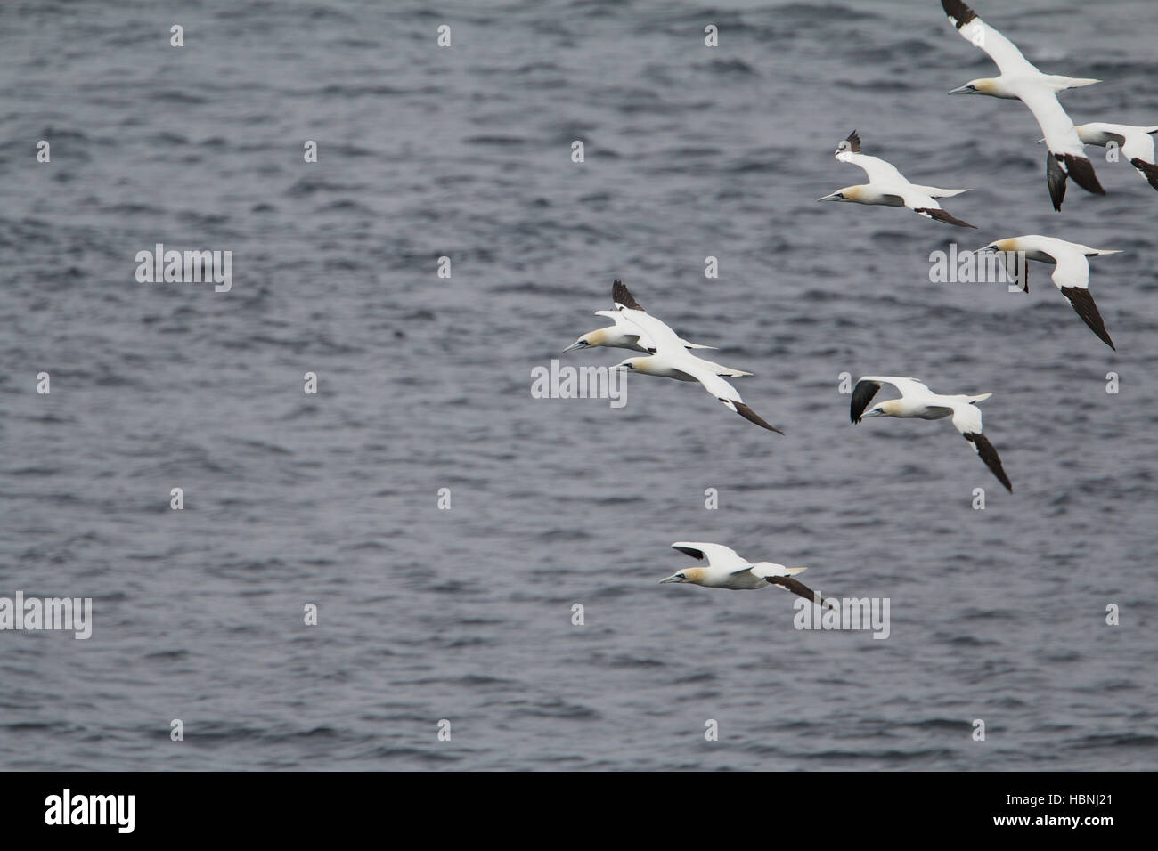 Basstölpel Morus bassanus Stockfoto