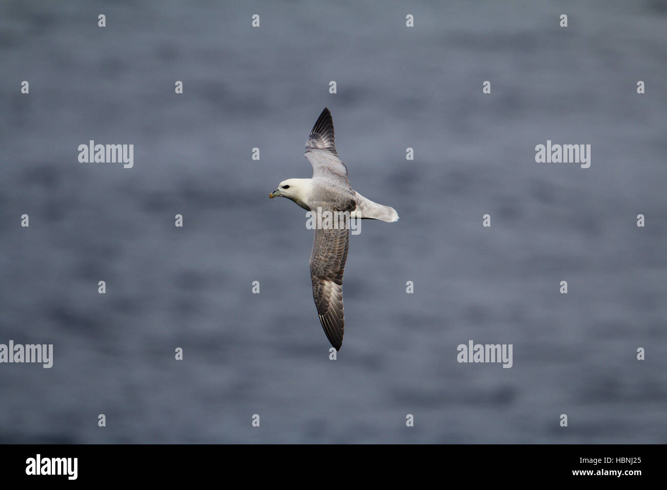 Fulmar, Fulmarus Cyclopoida Stockfoto