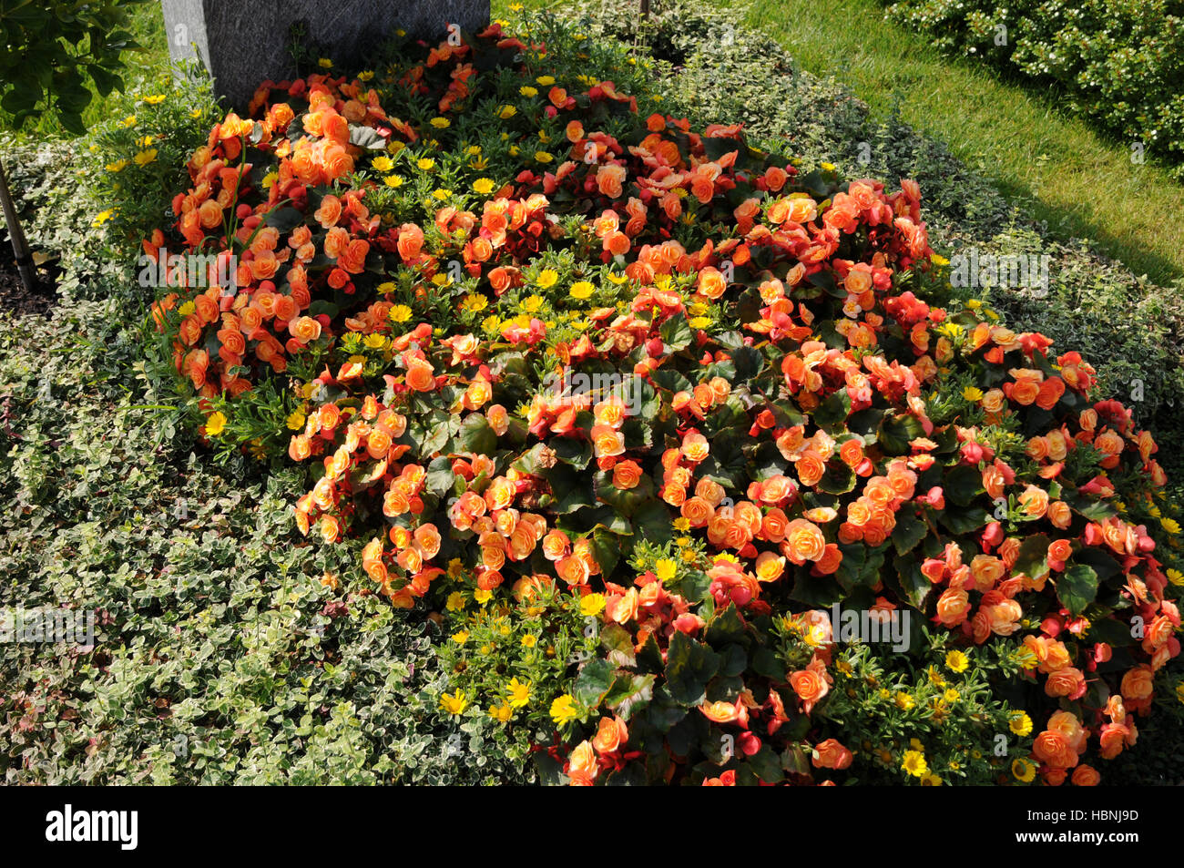 Begonia x tuberhybrida Stockfoto