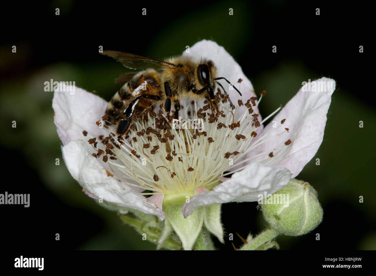 Honigbiene auf Hundsrose Blume Stockfoto