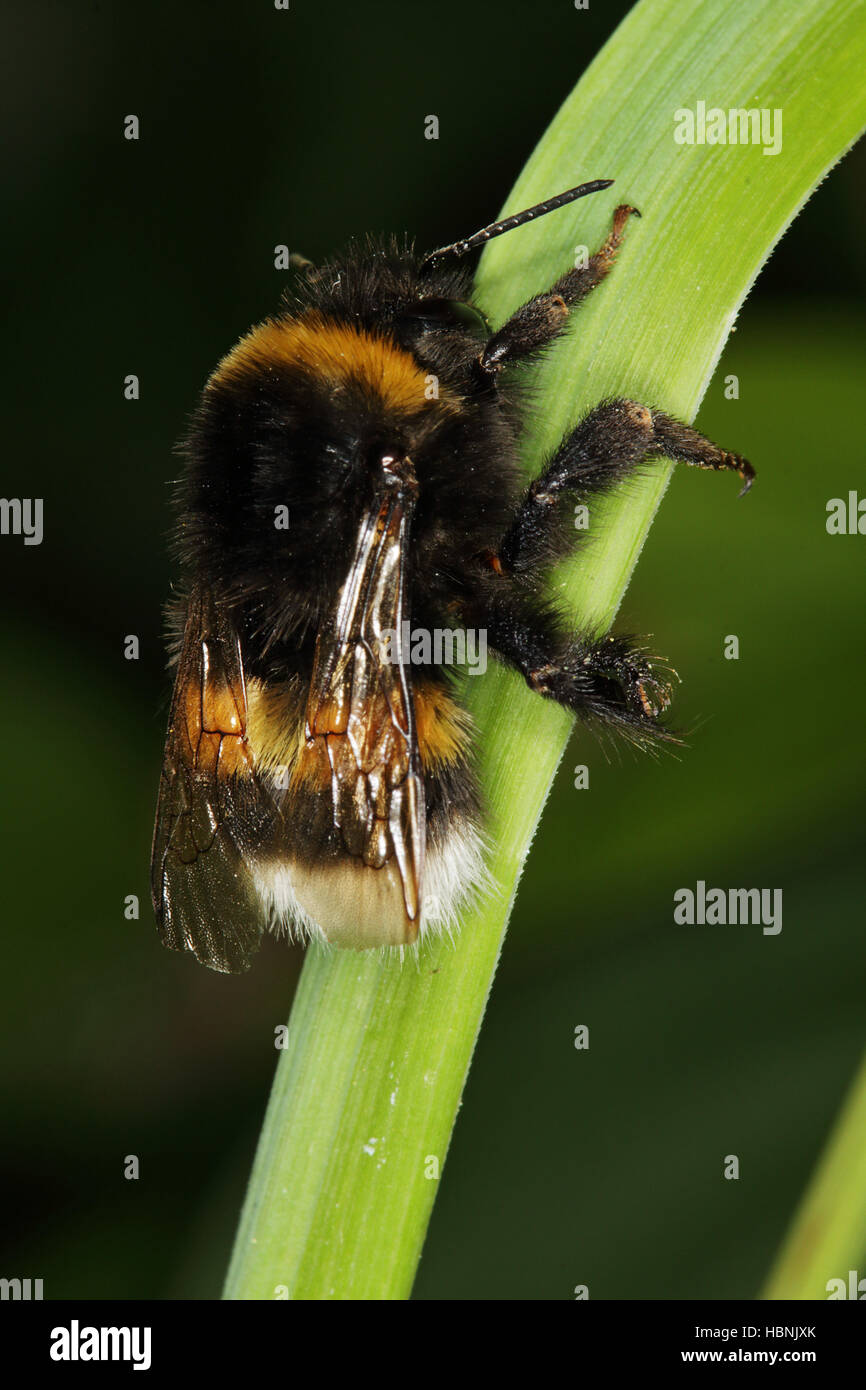 Bombus Terrestris, große Erde Hummel Stockfoto
