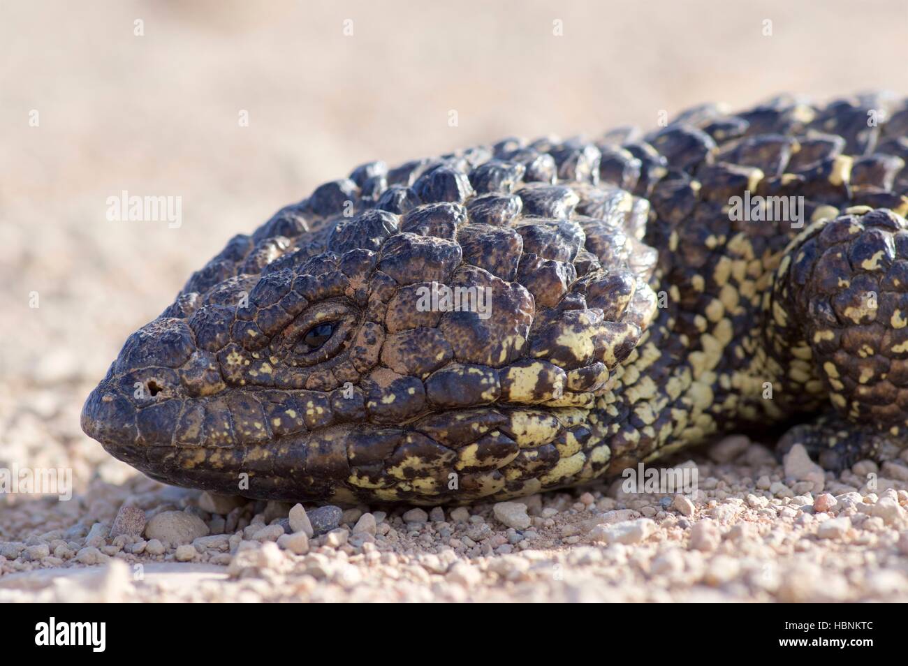 Eine östliche Shingleback Eidechse (Tiliqua Rugosa Aspera) Nickerchen auf einem Schotterweg in der Nähe von Hammond, South Australia. Stockfoto