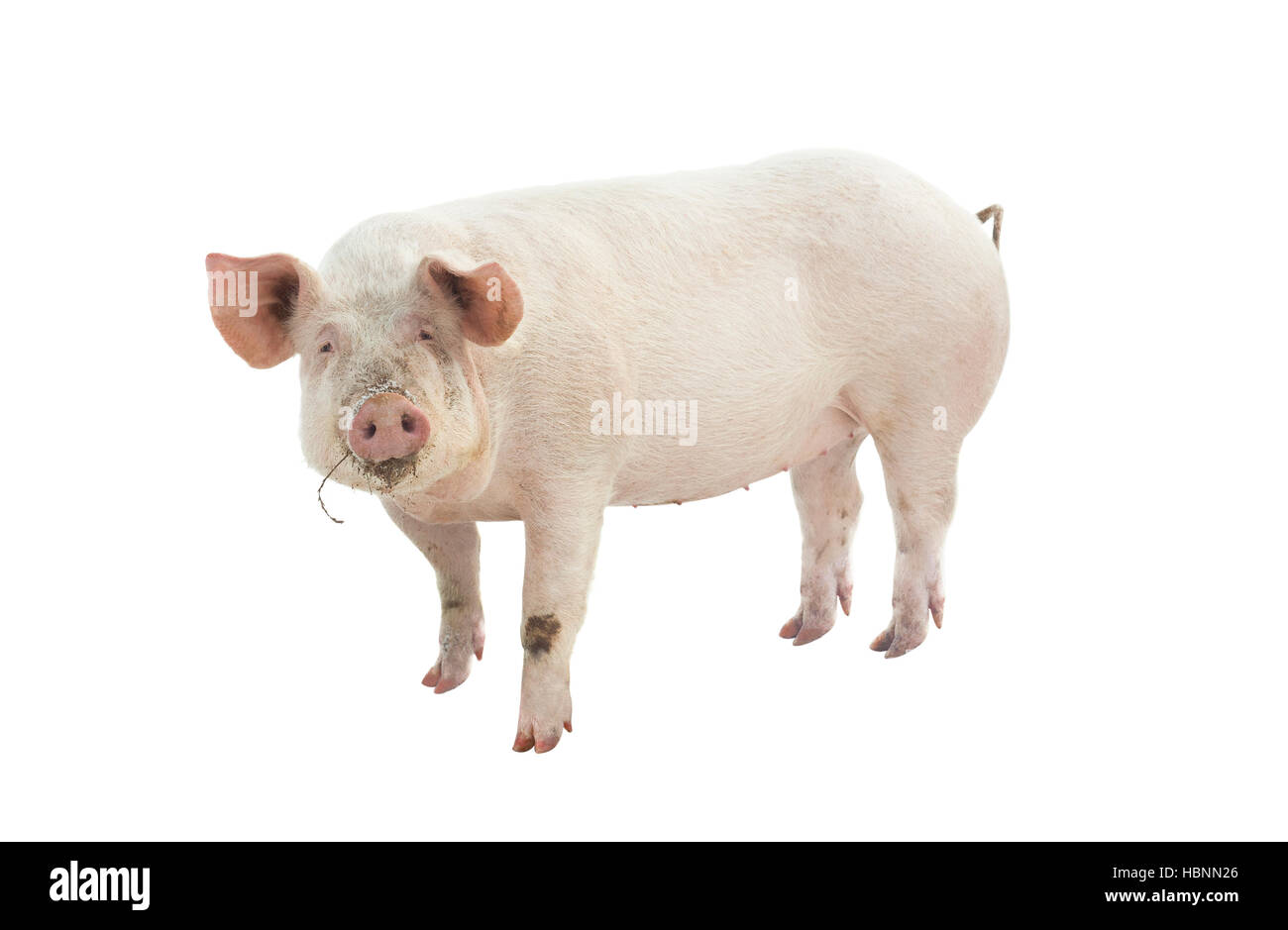 Schwein-Tier isoliert auf weiß Stockfoto