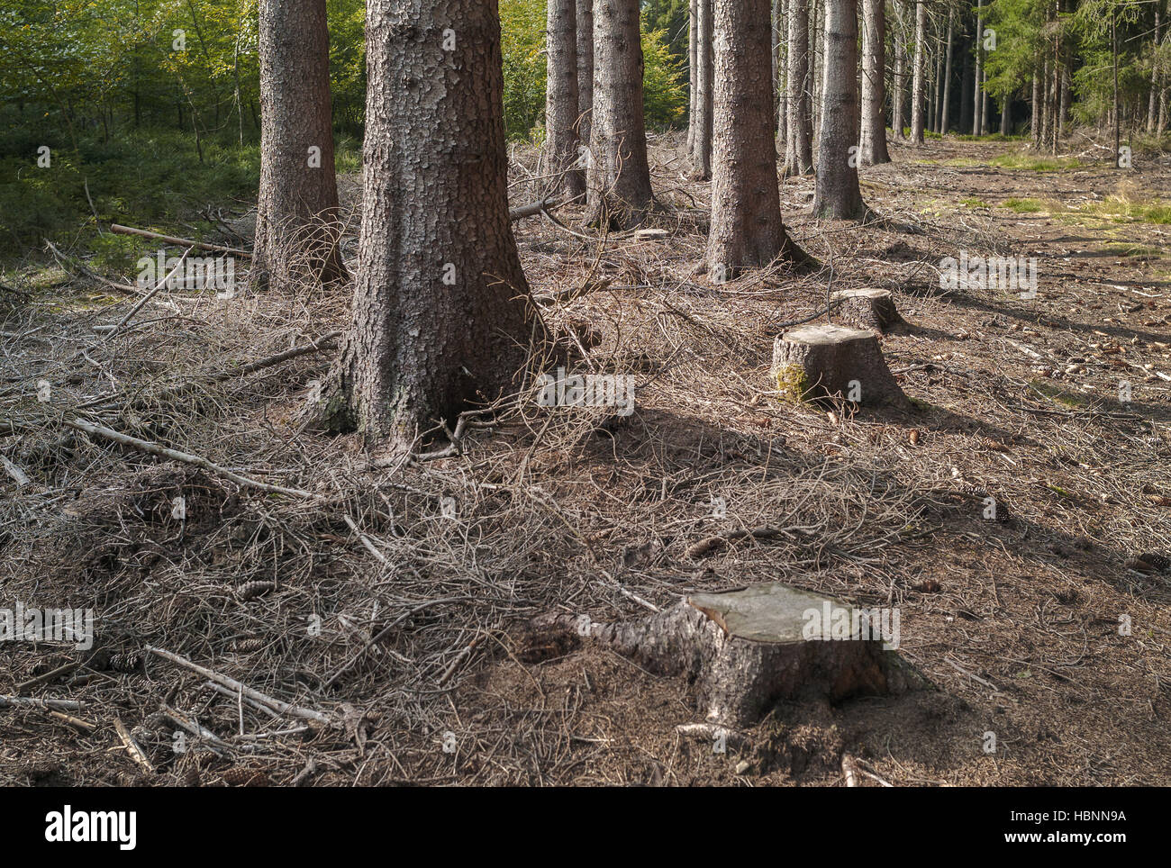 Gefällte Bäume... Stockfoto