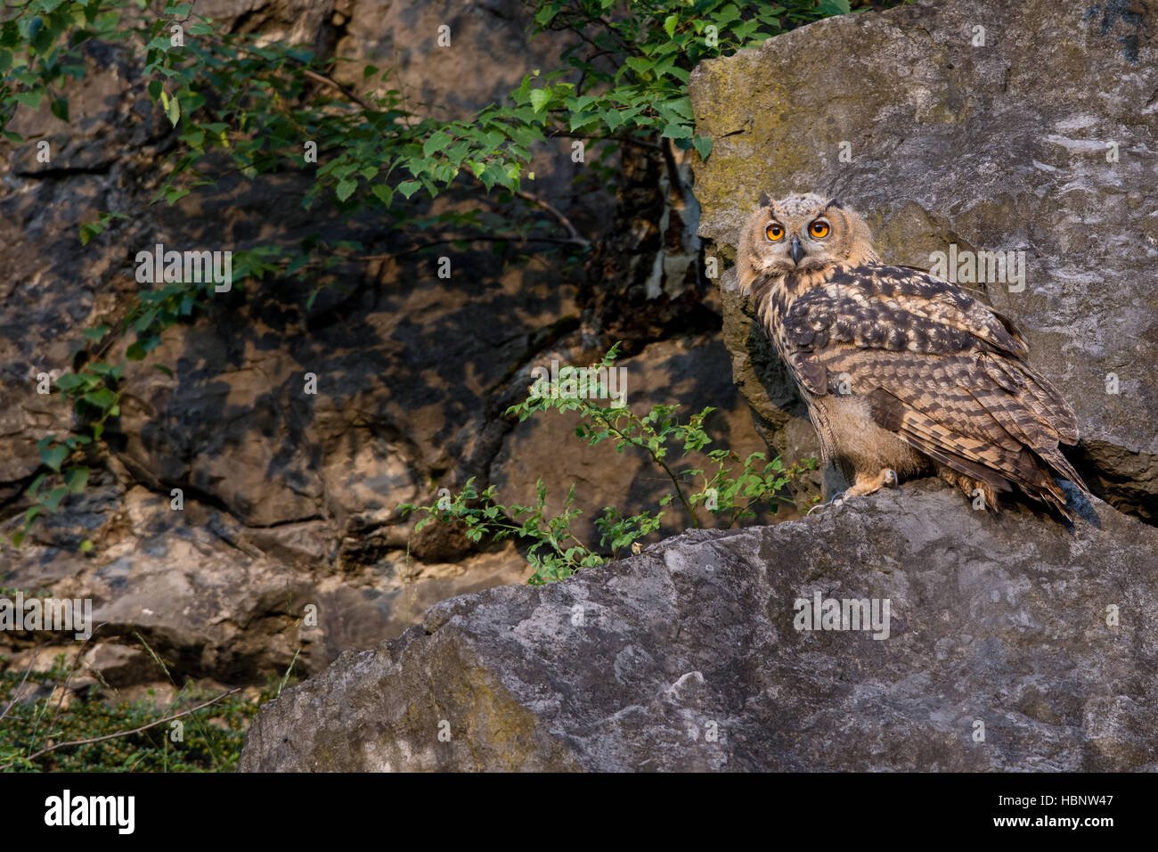 Uhu in einer deutschen Stadt Stockfotografie - Alamy