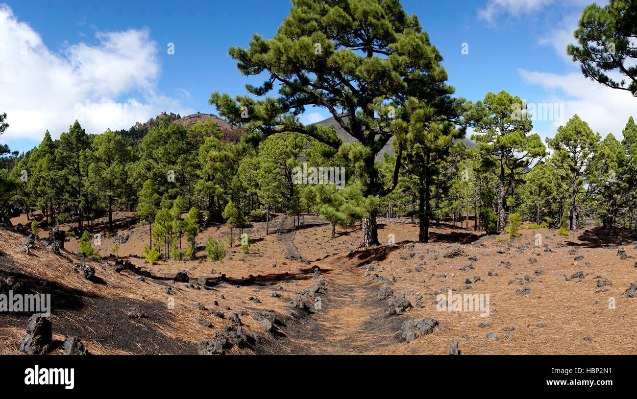 Schuss von der berühmten trekking-Pfad "Ruta de Los Vulkane". Der Vordergrund zeigt die charakteristischen Pinien und Vulcano Martin im Hintergrund Stockfoto