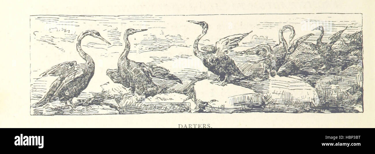 Bild entnommen Seite 272 von "Reisen in Afrika in den Jahren 1875-1878 (1879-1883-1882-1886)... Übersetzt aus dem deutschen von A. H. Keane... Illustrierte "Bild entnommen Seite 272 von" Reisen in Afrika während Stockfoto