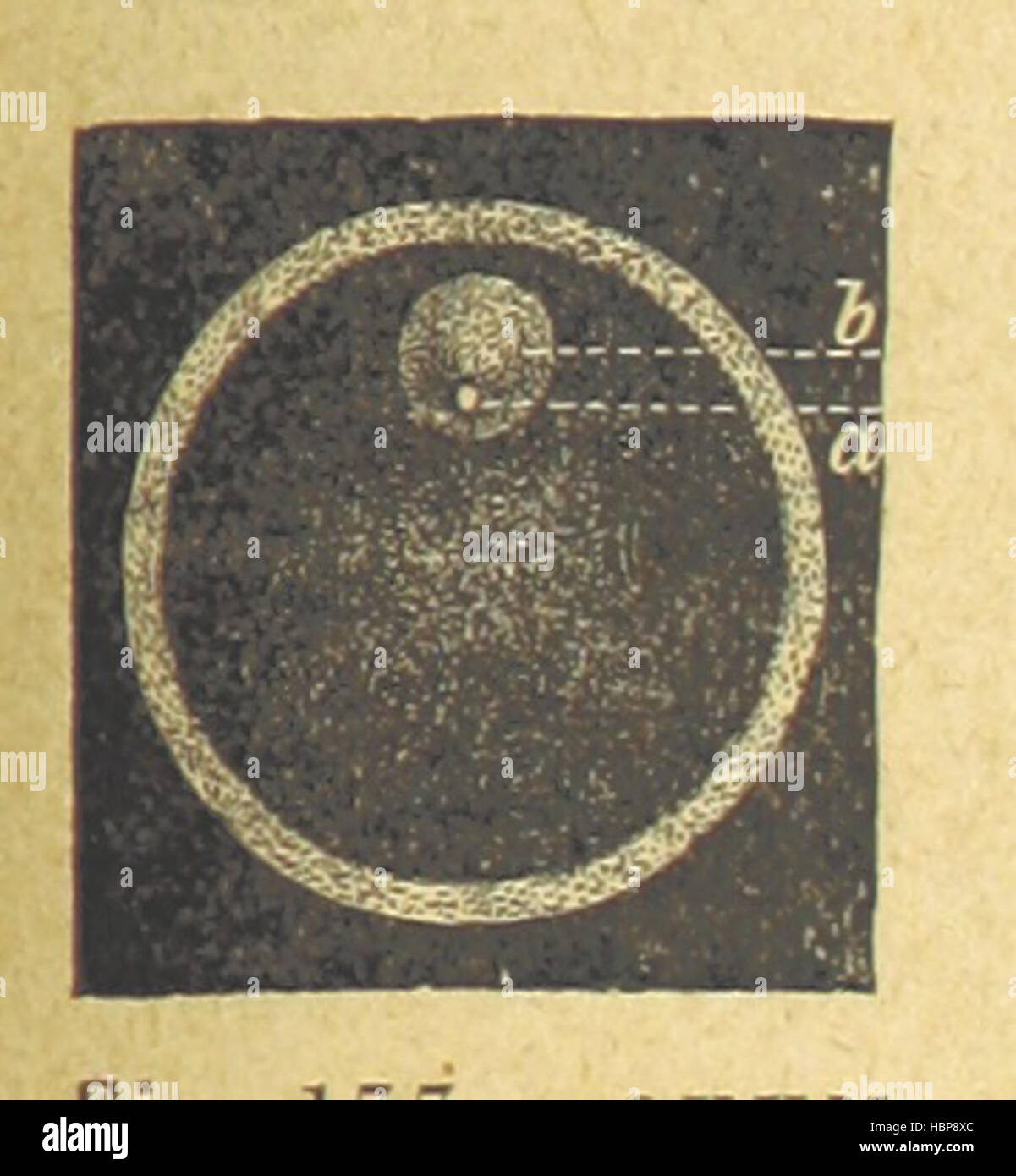 Bild von Seite 205 "[unsere Erde und ihre Geschichte: eine populäre Abhandlung über physische Geographie. Bearbeitet von R. Brown. Mit... farbige Platten und Karten, etc..] " Bild entnommen Seite 205 "[unsere Erde und ihre Stockfoto