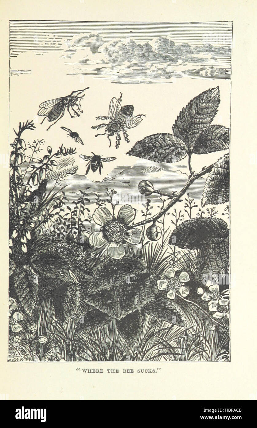 Bild entnommen Seite 67 "Halbe Stunde Library of Travel, Natur und Wissenschaft für junge Leser" Bild von Seite 67 "die halbe Stunde Bibliothek Stockfoto