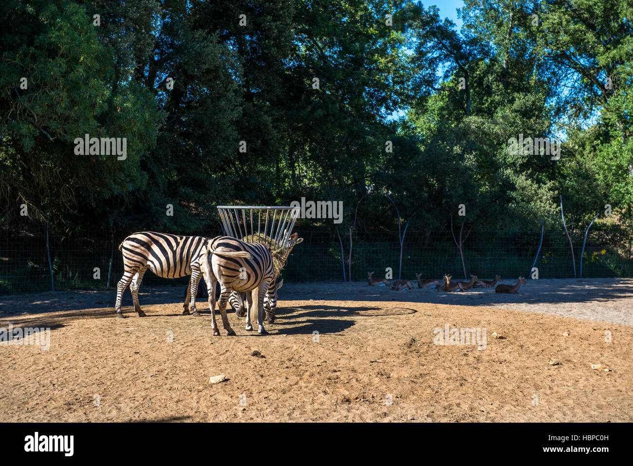 Zebra Essen Grass in open Zoo Stockfoto