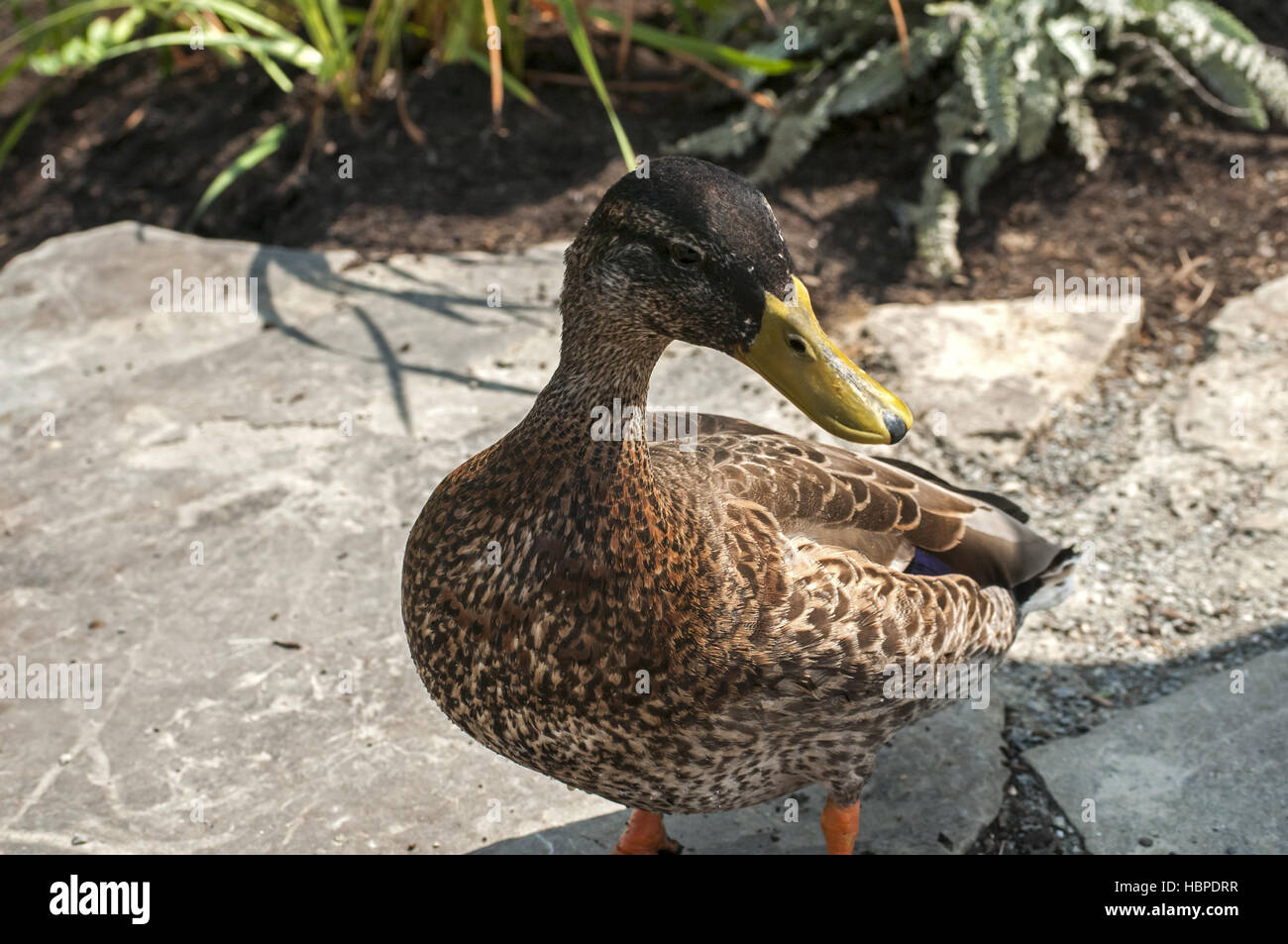 Wilde Mallard duck closeup Stockfoto