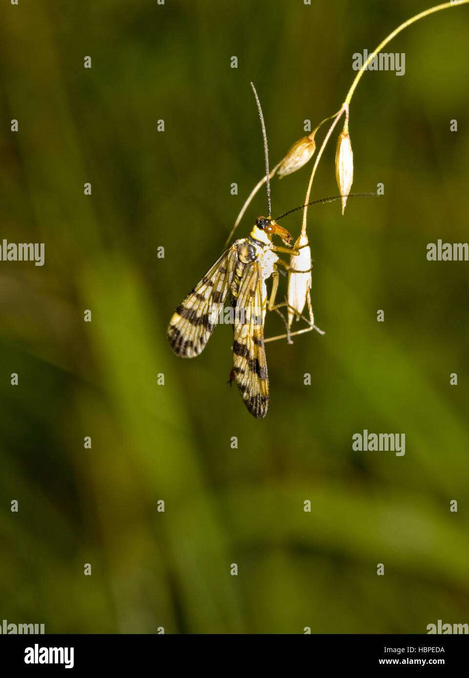 Gemeinsame Scorpionfly Panorpa communis Stockfoto