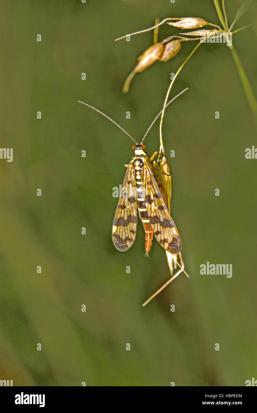 Gemeinsame Scorpionfly Panorpa communis Stockfoto