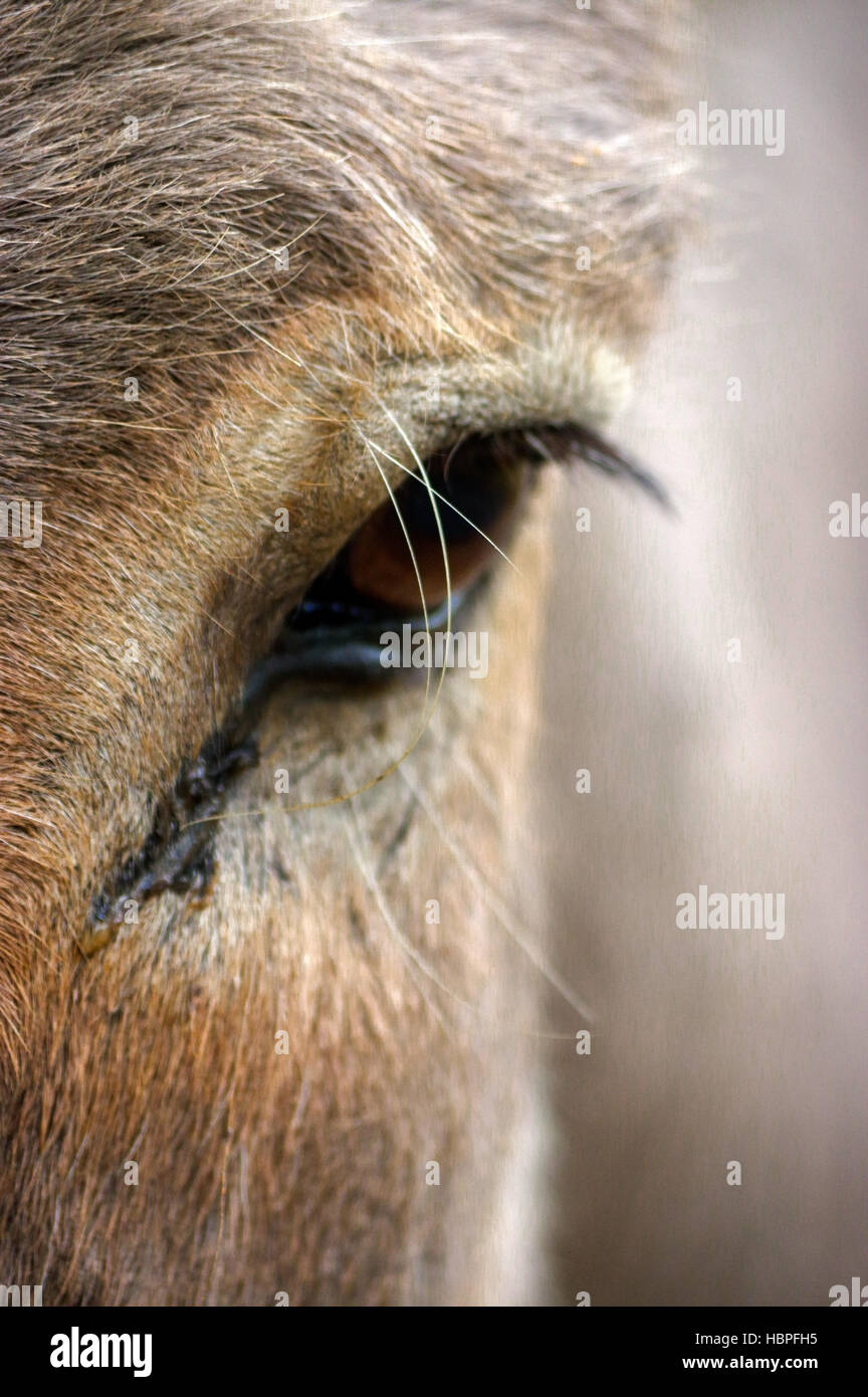 Nahaufnahme des Esels Kopf und Auge Stockfoto