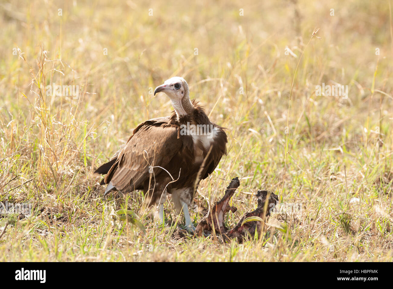 Ohrengeier-faced Vulture Nubian Geier, afrikanische Schwarzgeier, König Geier auf einem Gnus zu töten, aufräumen und Essen Stockfoto