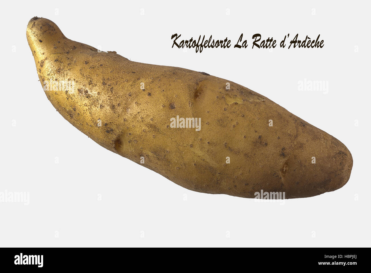 Ratte Kartoffel, Ausschnitt Stockfoto