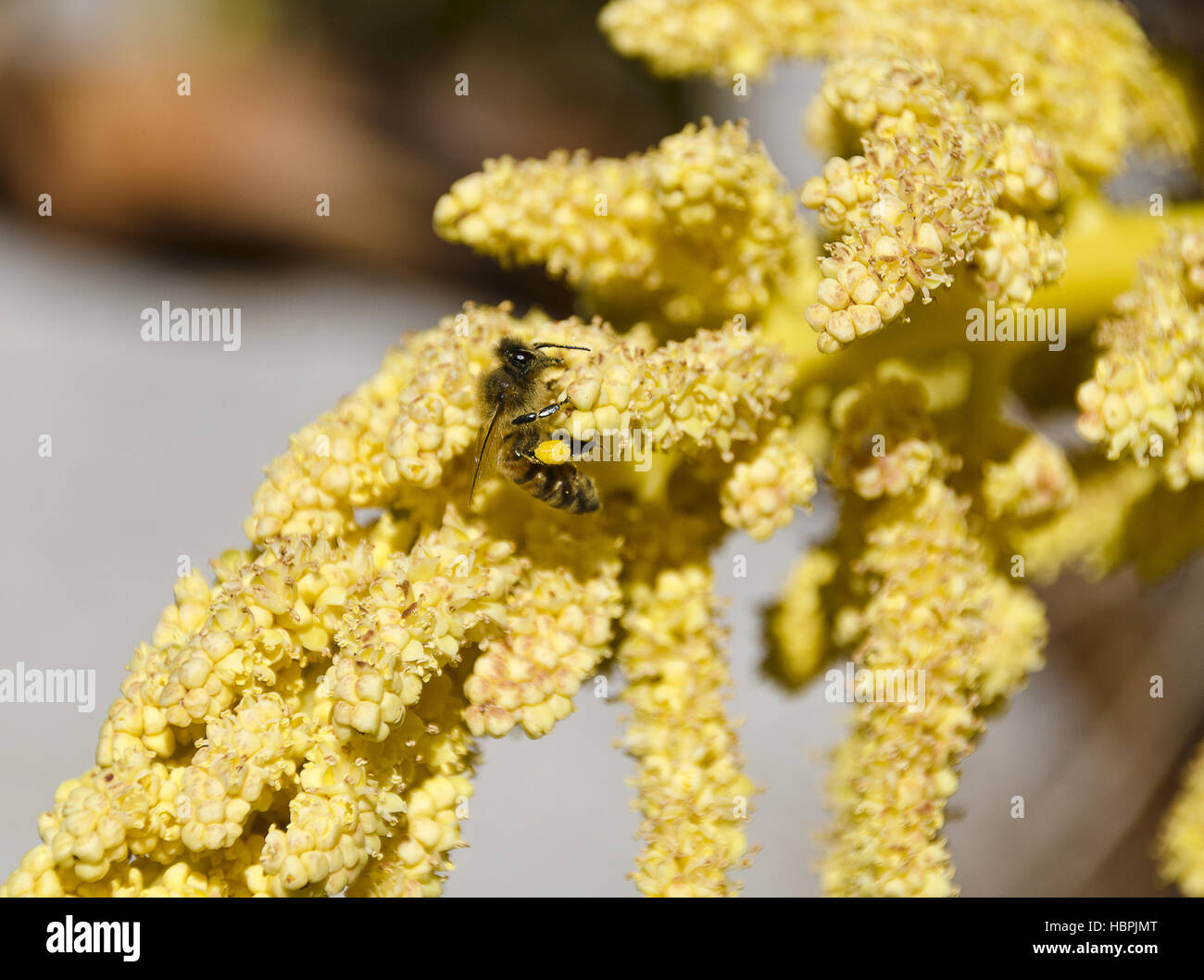 Biene auf der Blütenstand einer Palme Stockfoto