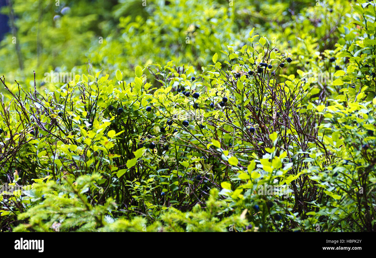 Blaubeer-Sträucher Stockfoto