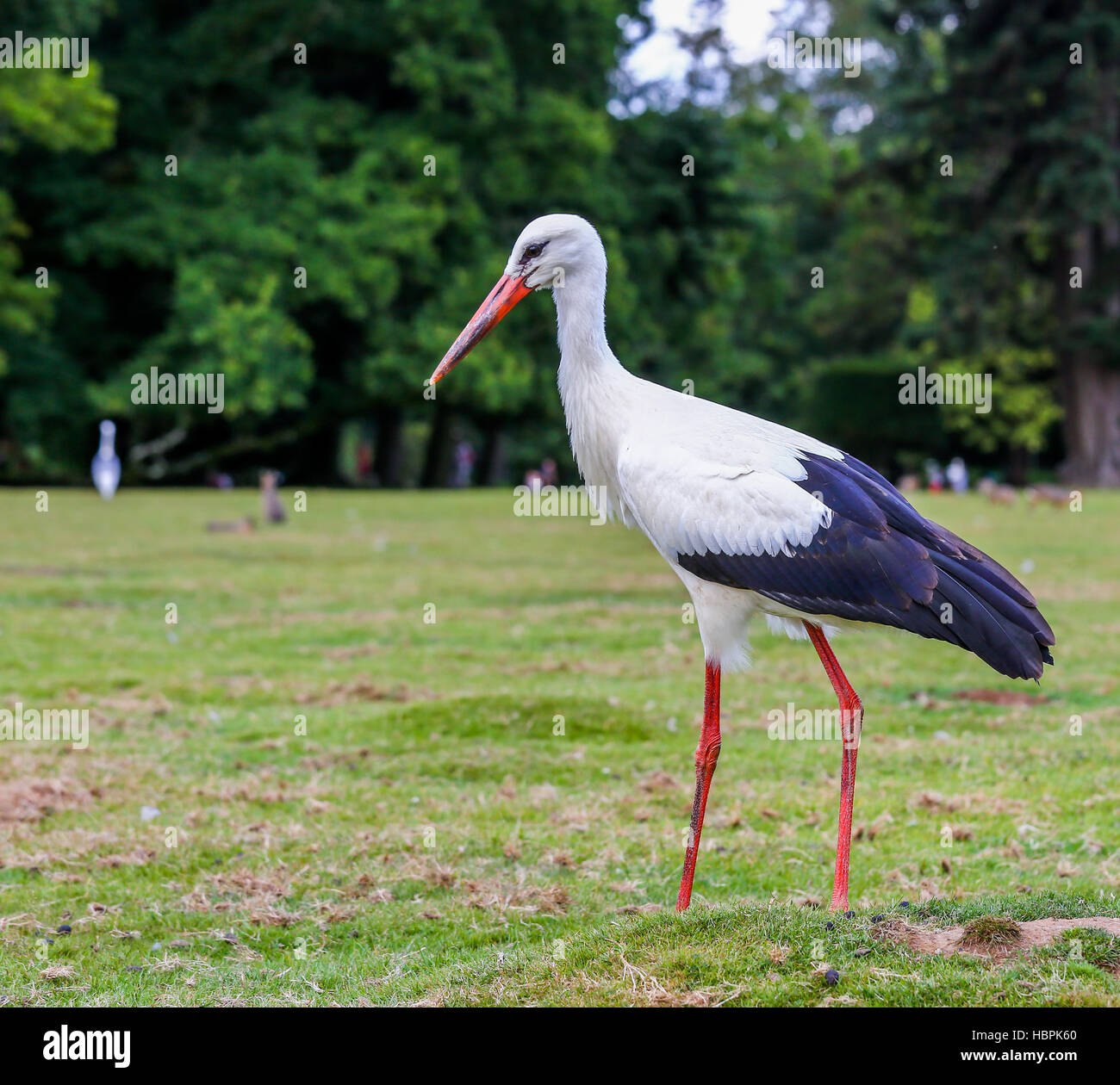 Hautnah auf schwarzen und weißen Storch Stockfoto