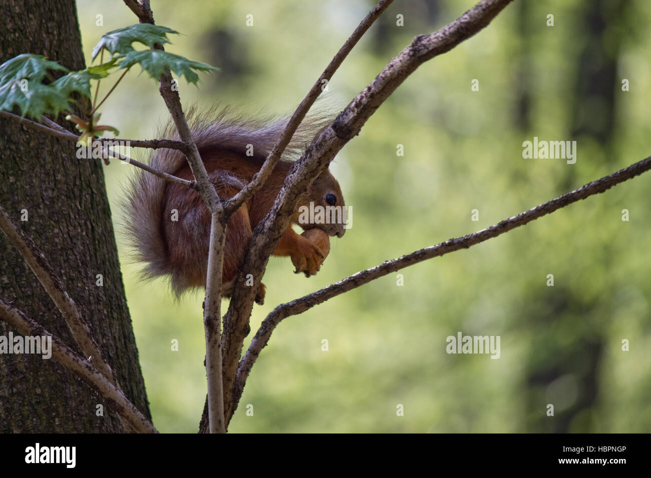 Eichhörnchen auf einem Baum nagen Nuss Stockfoto