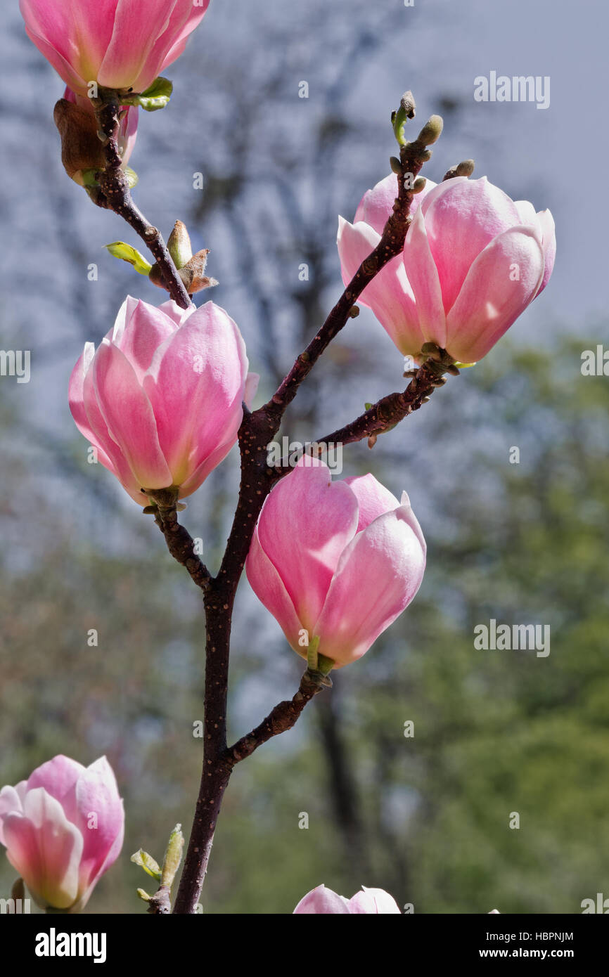Rosa Magnolie Blüten Nahaufnahme im Garten Stockfoto