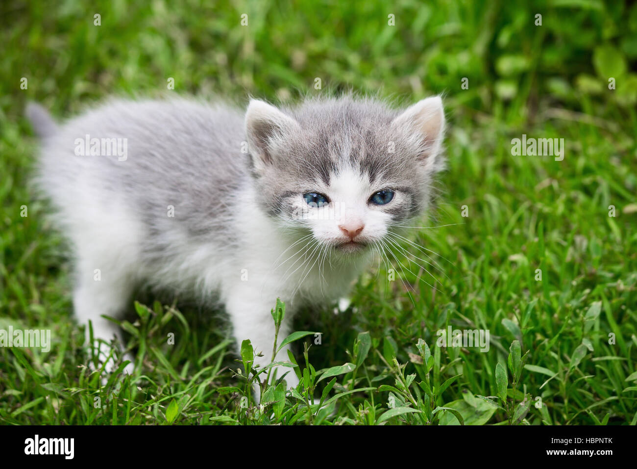 kleine graue Kätzchen auf dem Rasen hautnah Stockfoto