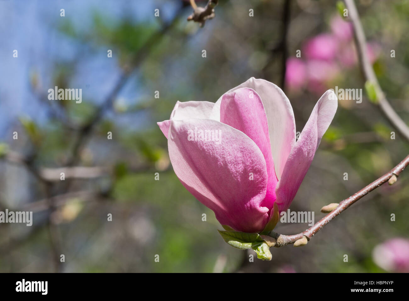 Rosa Magnolie Blume Closeup mit Textfreiraum Stockfoto