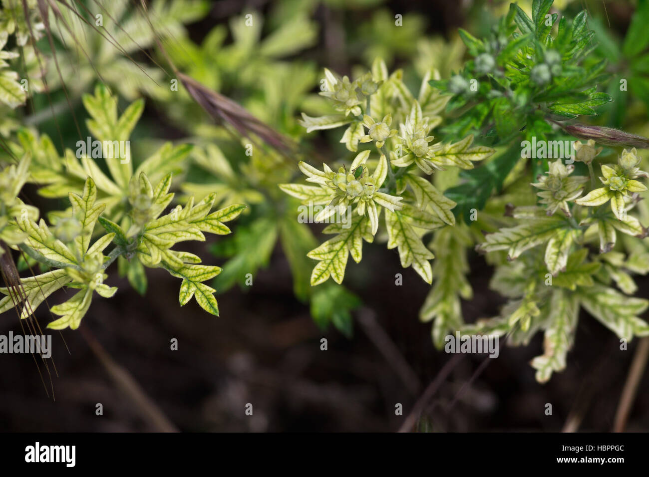 Grünpflanze Closeup auf dunklem Hintergrund Stockfoto