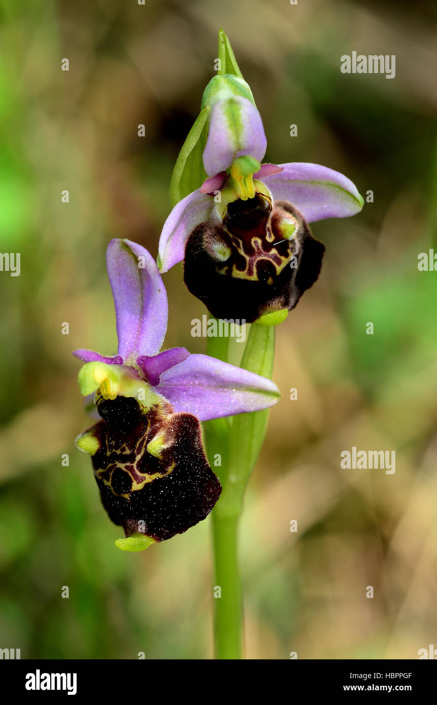 Hummel-Ragwurz; Ophrys Holoserica; Stockfoto