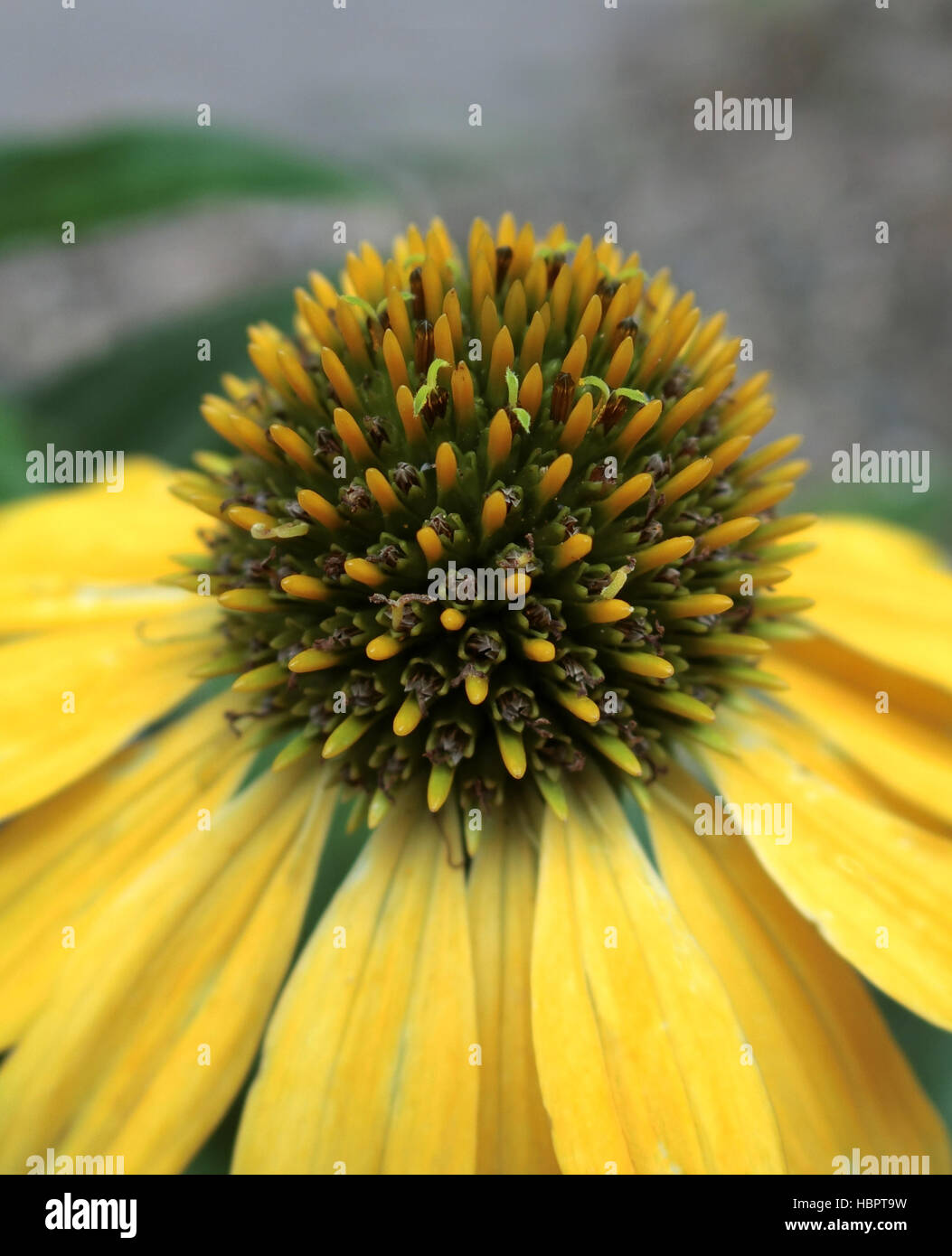 Echinacea x hybrida 'Cheyenne Spirit' in Blume Stockfoto