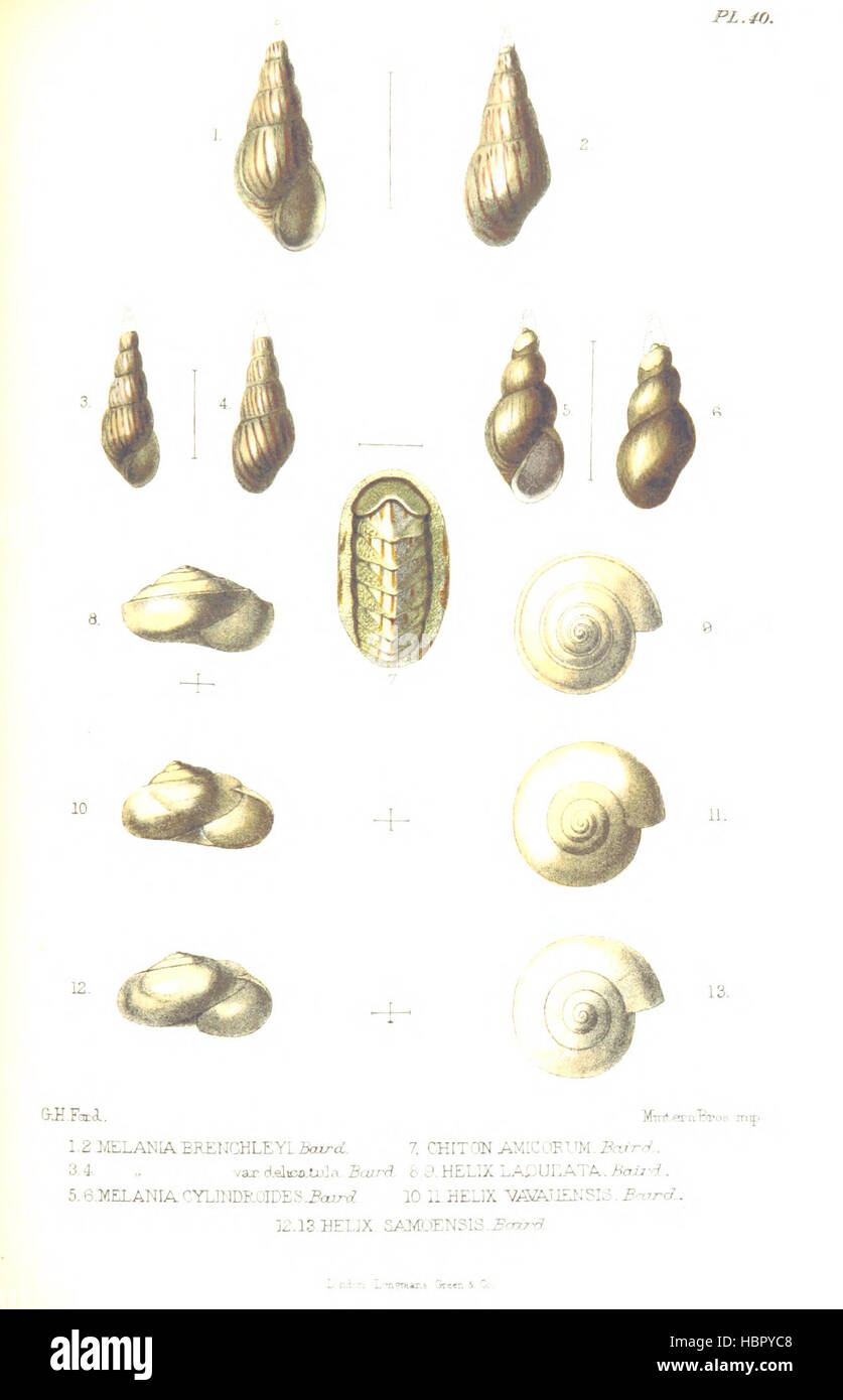 Bild entnommen Seite 579 von "Notizen während der Kreuzfahrt von HMS Curaçoa unter den Südsee-Inseln im Jahr 1865... Mit... Naturgeschichte Mitteilungen [von G. R. Gray, A. C. L. G. Guenther u.a.]. [Mit Platten und einer Karte.] " Bild entnommen Seite 579 von "Notizen während der Kreuzfahrt Stockfoto