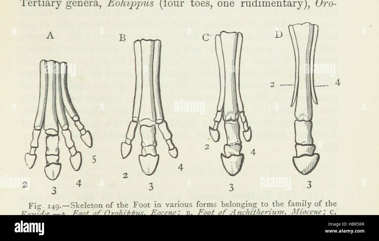 Bild entnommen Seite 281 der "einleitenden Lehrbuch der Geologie. Zwölfte und erweiterte Ausgabe. Überarbeitet und zu einem großen Teil von C. Lapworth umgeschrieben "Bild entnommen Seite 281 der" einleitenden Lehrbuch der Geologie Stockfoto