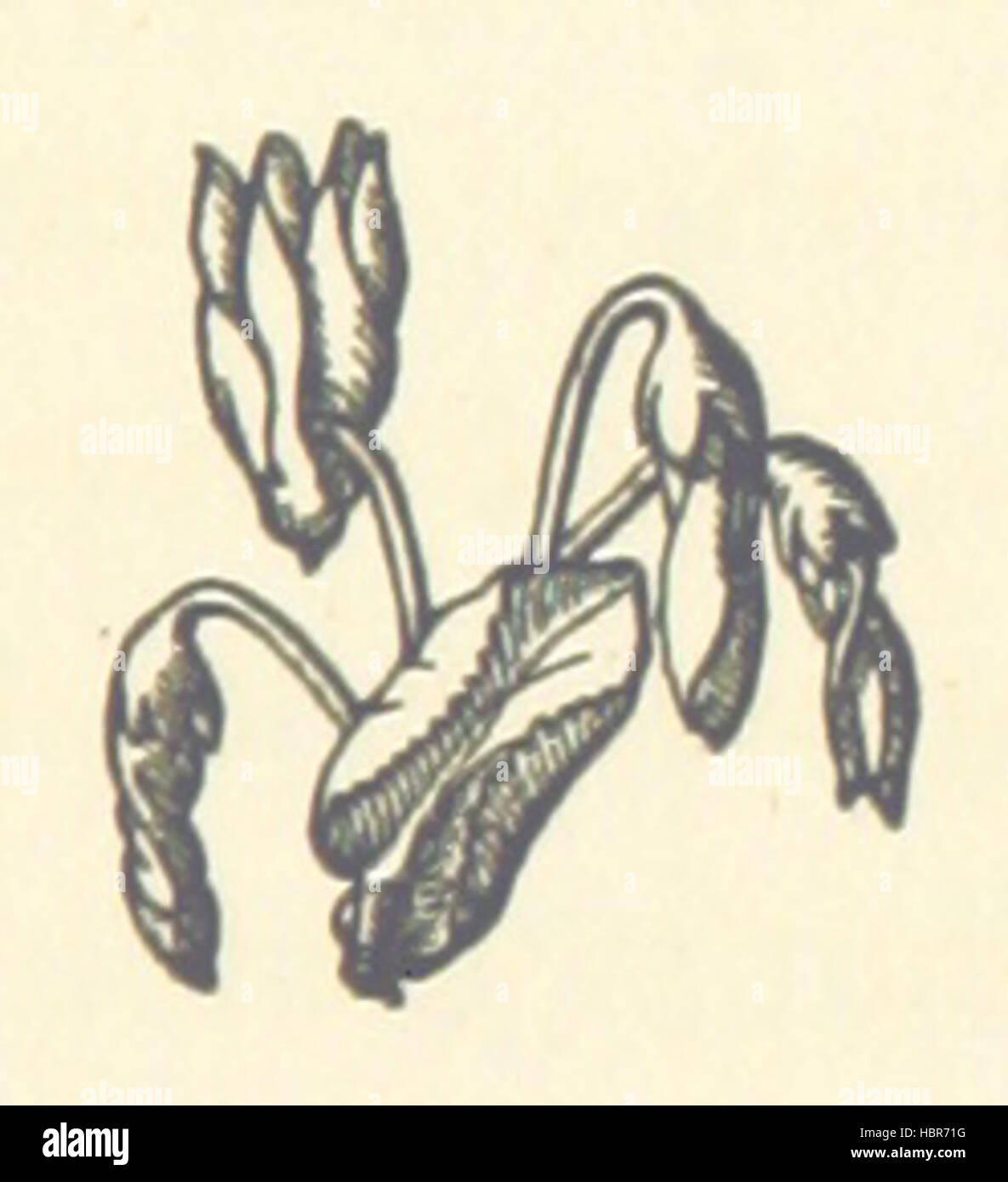 Bild von Seite 85 von 'The Web eines alten Weaver usw.' Bild entnommen Seite 85 von "The Web von einer Stockfoto