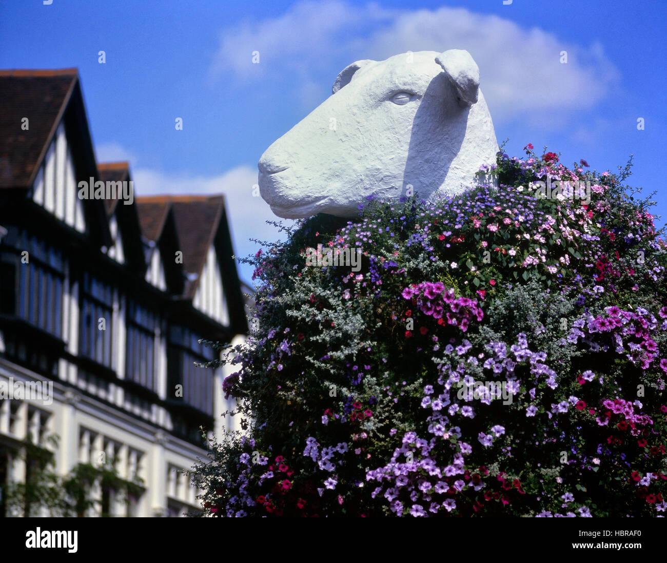 Der Maidstone Schafe florale Skulptur, Maidstone. Kent. England. Großbritannien Stockfoto