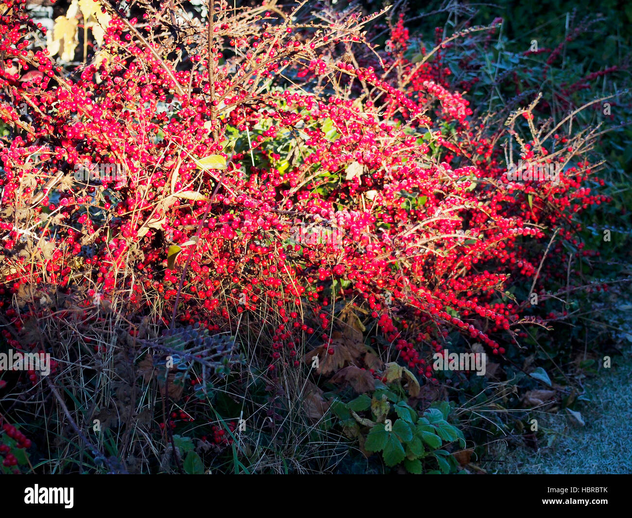 Leuchtende rote Beeren der Zwergmispel Horizontalis von einer Welle von Winter Sonnenlicht beleuchtet. Stockfoto