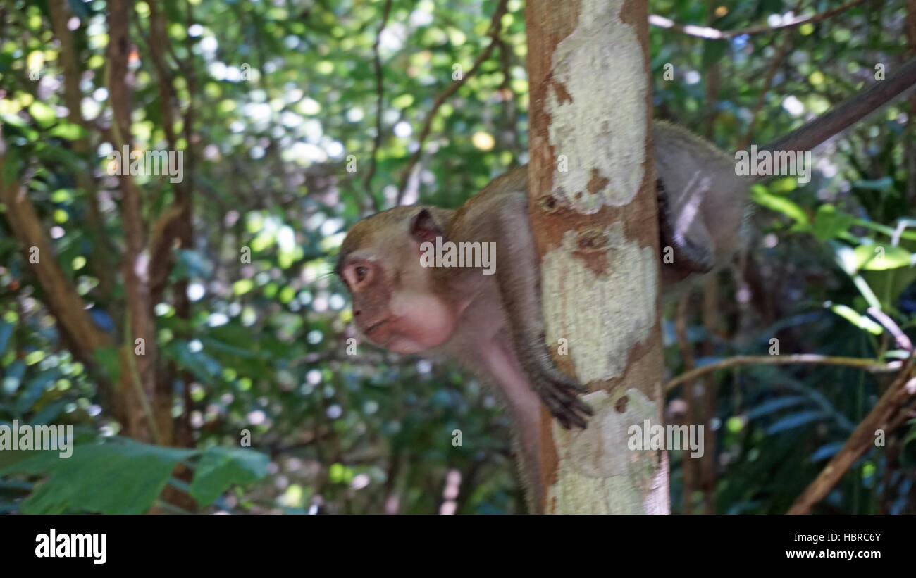 wilde Affen im asiatischen Regenwald Stockfoto