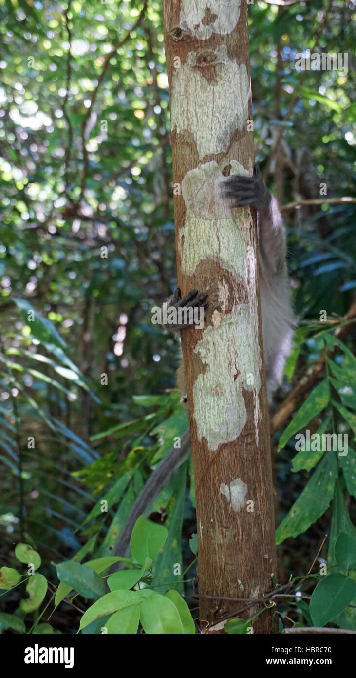 wilde Affen im asiatischen Regenwald Stockfoto