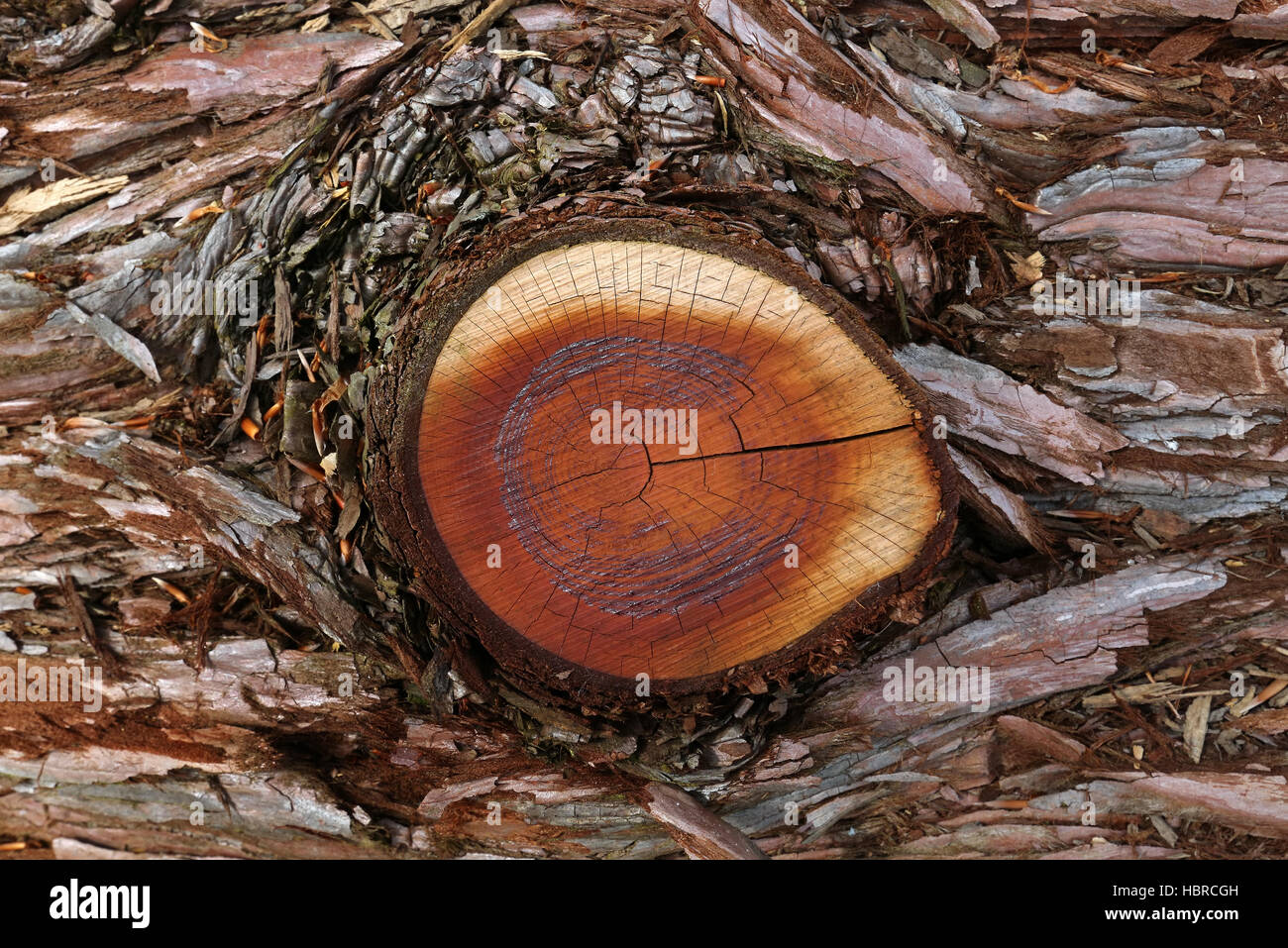 Baum-ring Stockfoto