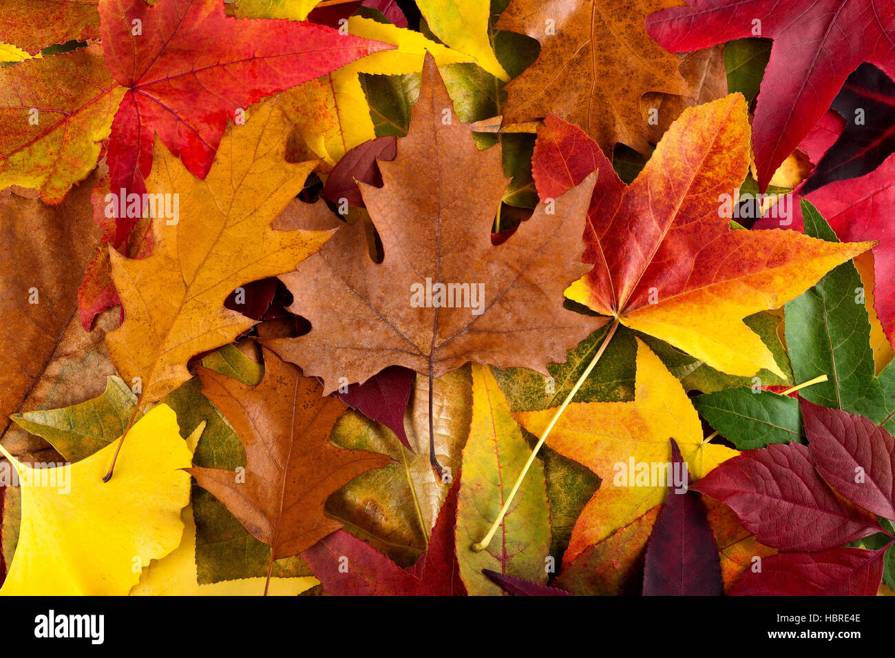 Hintergrund mit bunten Blätter herbstlich Stockfoto