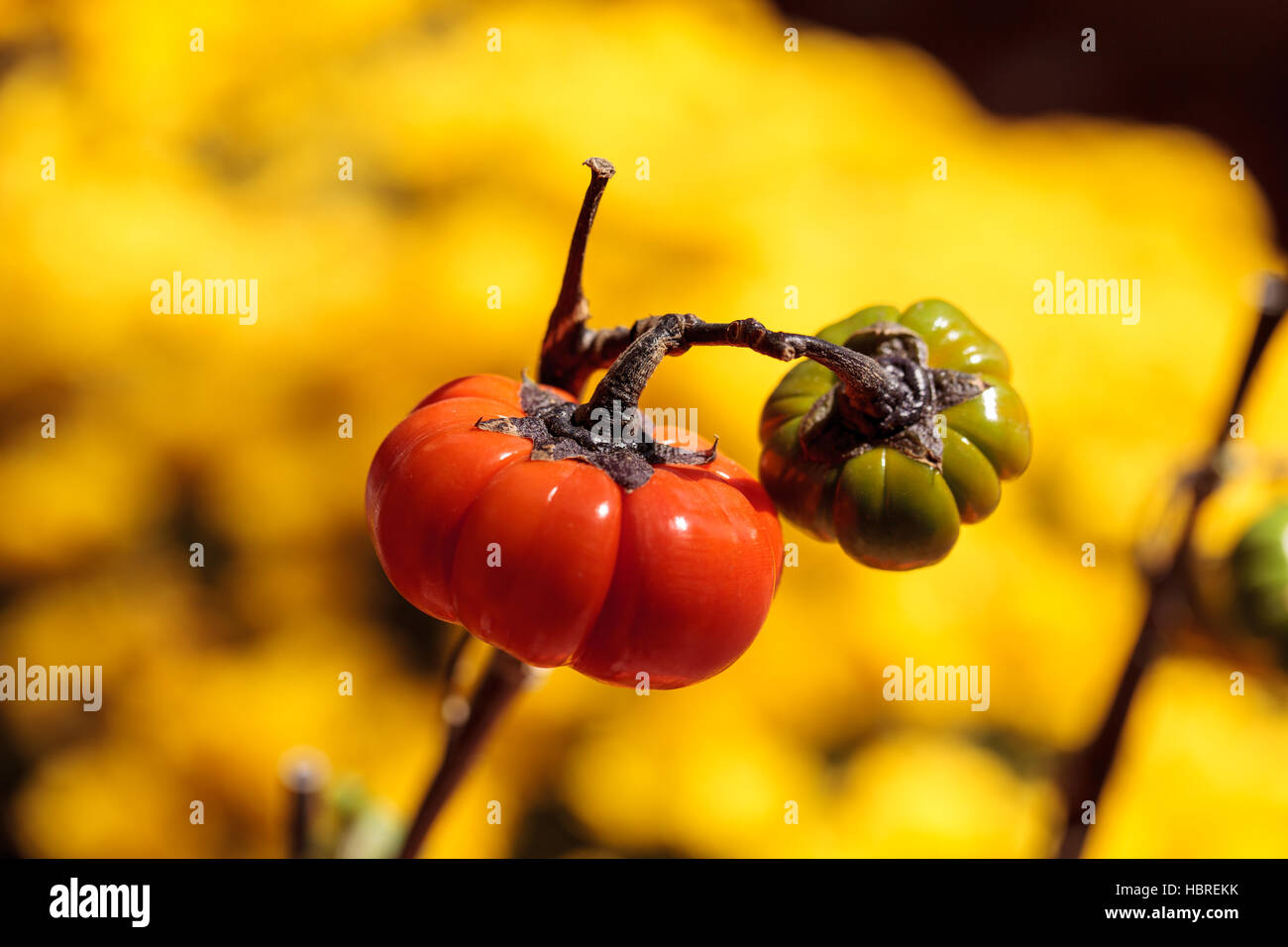 Kürbis-Baum Stockfoto