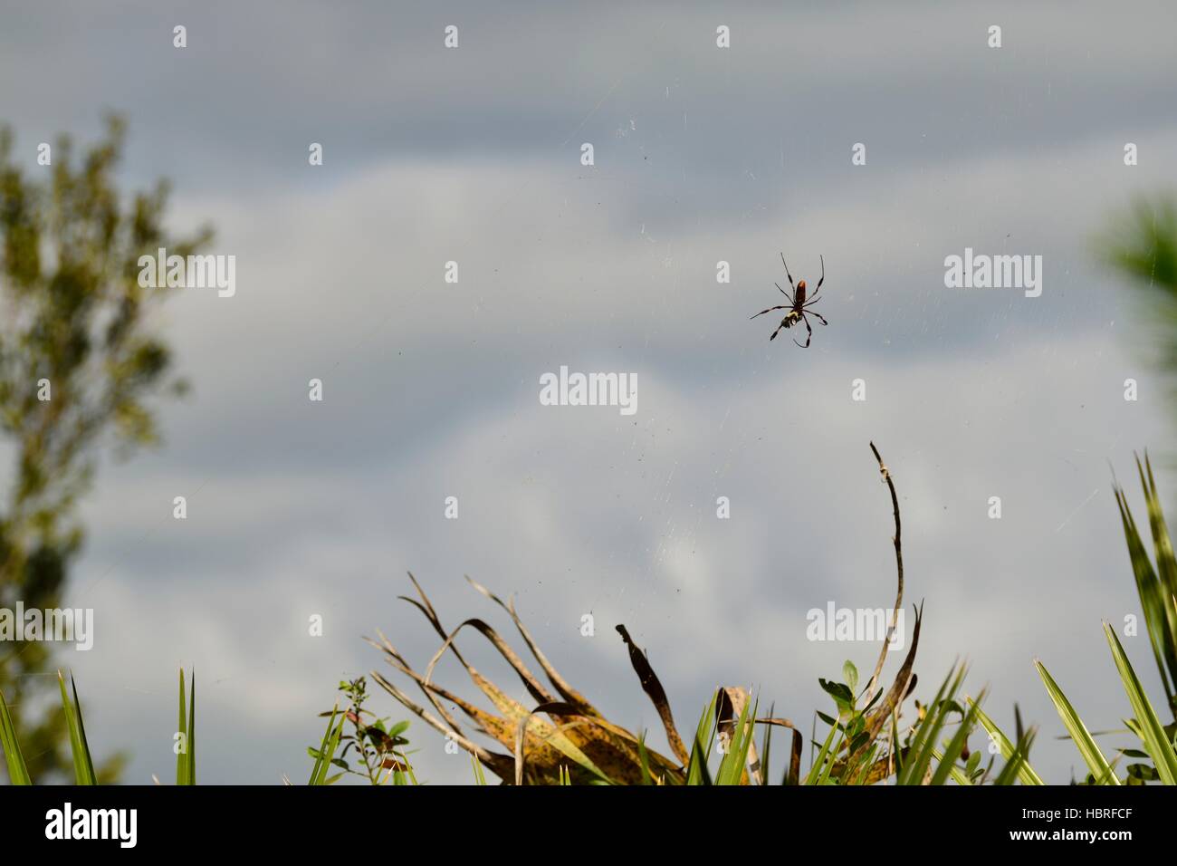 Beängstigend Banane Spider auch als goldener Seide orb Weaver Spinne im Netz an Seminole State Forest in Central Florida bekannt. Stockfoto