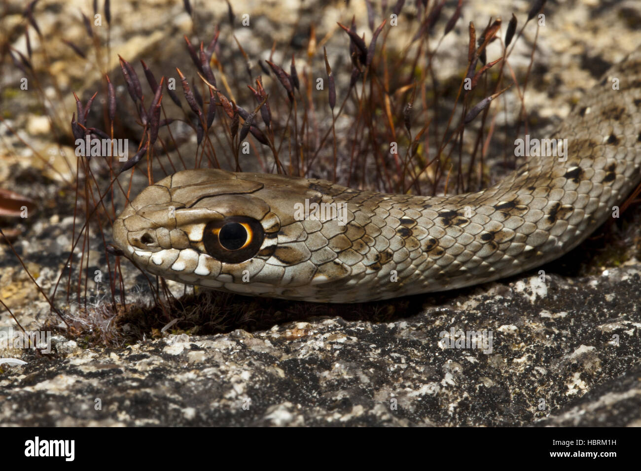 Juvenile Montpellier Schlange Stockfoto
